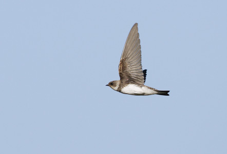 Sand Martin (Riparia riparia) photo