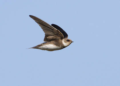 Sand Martin (Riparia riparia) photo