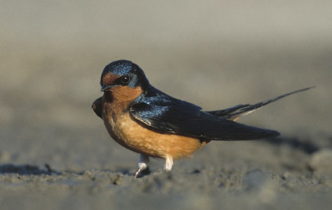 Barn Swallow (Hirundo rustica) photo image