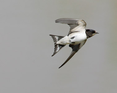 Swallow (Hirundo rustica) photo