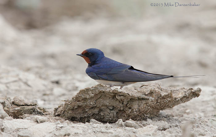 Barn Swallow (Hirundo rustica) photo