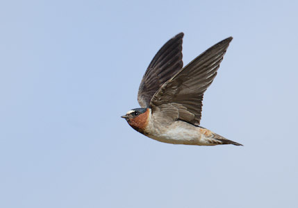 Cliff Swallow (Petrochelidon pyrrhonota) photo