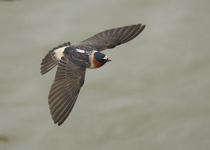 Cliff Swallow (Petrochelidon pyrrhonota) photo