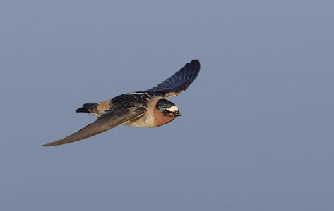 Cliff Swallow (Petrochelidon pyrrhonota) photo