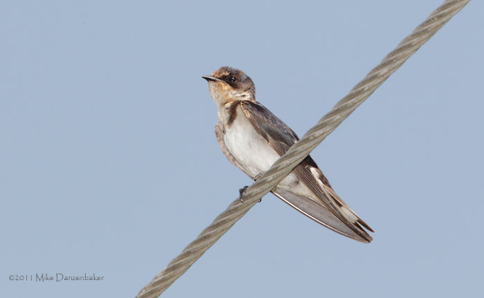 Ethiopian Swallow (Hirundo aethiopica) photo