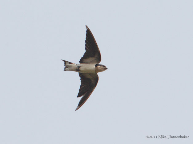 Ethiopian Swallow (Hirundo aethiopica) photo