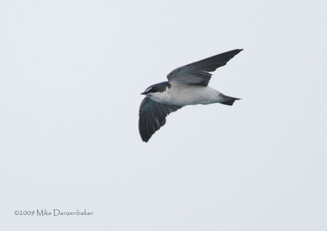 Mangrove Swallow (Tachycineta albilinea) photo