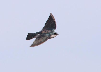 Tree Swallow (Tachycineta bicolor) photo