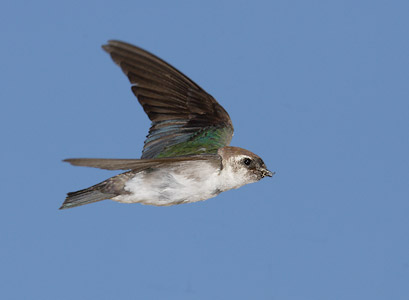 Violet-green Swallow (Tachycineta thalassina) photo