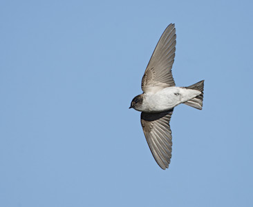 Violet-green Swallow (Tachycineta thalassina) photo