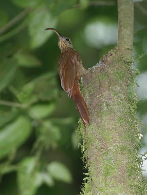 Brown-billed Scythebill (Campylorhamphus pusillus) photo