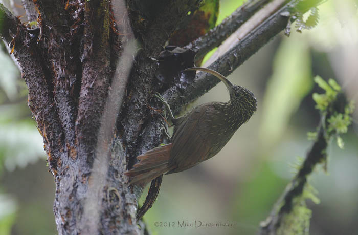 Brown-billed Scythebill (Campylorhamphus pusillus) photo