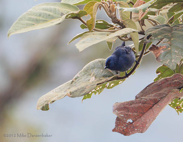 Blue-and-black Tanager (Tangara vassorii) photo