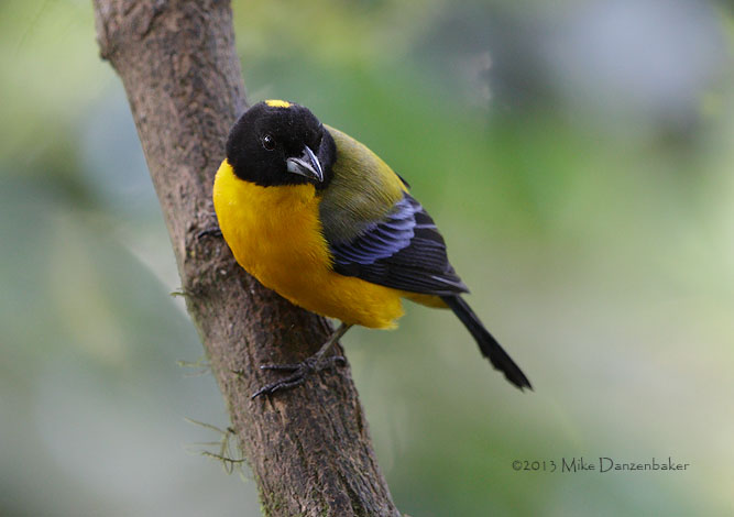 Black-chinned Mountain Tanager (Anisognathus notabilis) photo