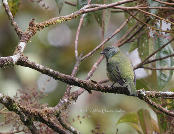 Black-capped Tanager (Tangara heinei) photo