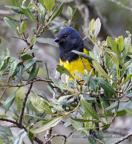 Black-chested Mountain Tanager (Buthraupis eximia) photo