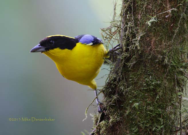 Blue-winged Mountain Tanager (Anisognathus somptuosus) photo