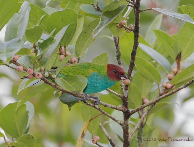 Bay-headed Tanager (Tangara gyrola) photo