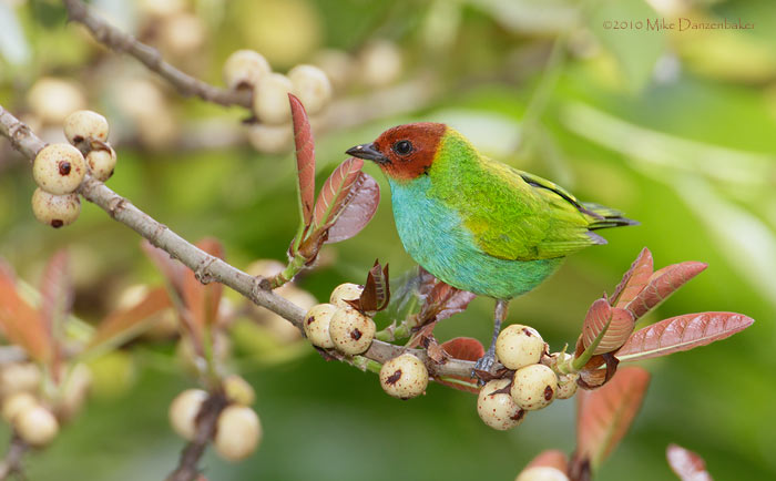 Bay-headed Tanager (Tangara gyrola) photo