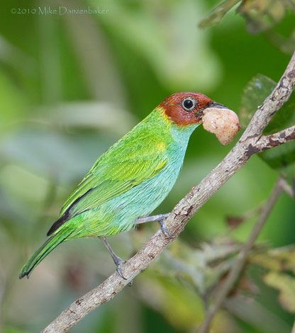 Bay-headed Tanager (Tangara gyrola) photo