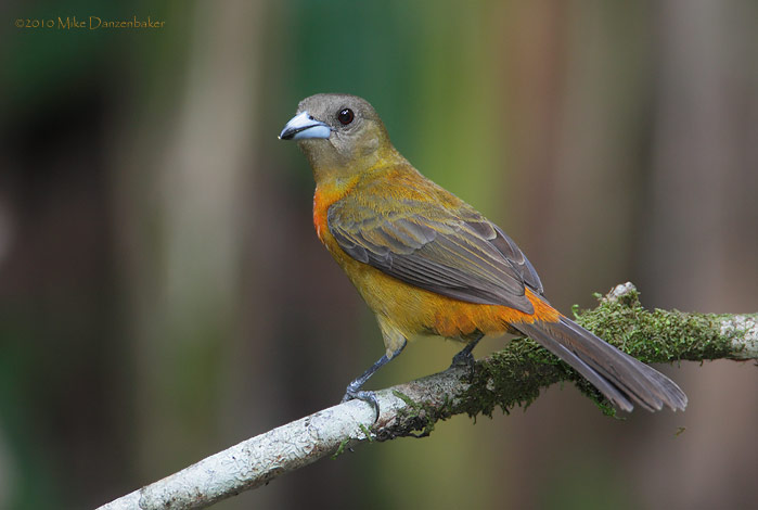 Cherrie's Tanager (Ramphocelus costaricensis) photo
