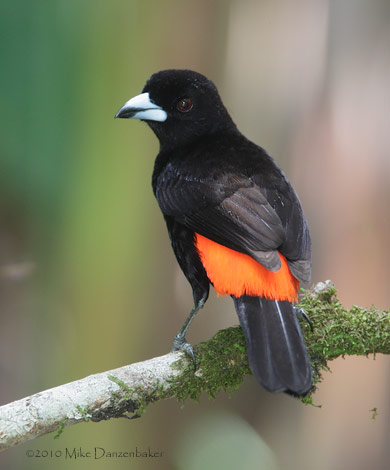 Cherrie's Tanager (Ramphocelus costaricensis) photo