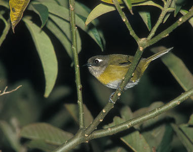 Common Bush-Tanager (Chlorospingus ophthalmicus) photo