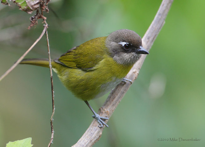 Common Bush-Tanager (Chlorospingus ophthalmicus) photo
