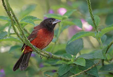 Crimson-backed Tanager (Ramphocelus dimidiatus) photo