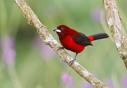 Crimson-backed Tanager (Ramphocelus dimidiatus) photo