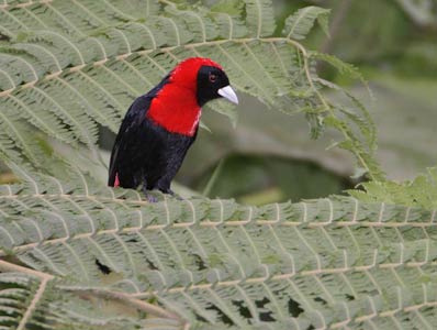 Crimson-collared Tanager (Phlogothraupis sanguinolenta) photo