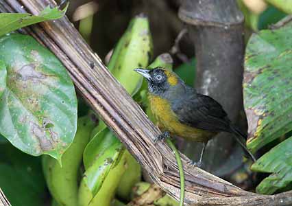 Dusky-faced Tanager (Mitrospingus cassinii) photo