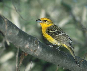 Flame-colored Tanager (Piranga bidentata) photo image