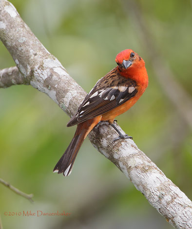 Flame-colored Tanager (Piranga bidentata) photo