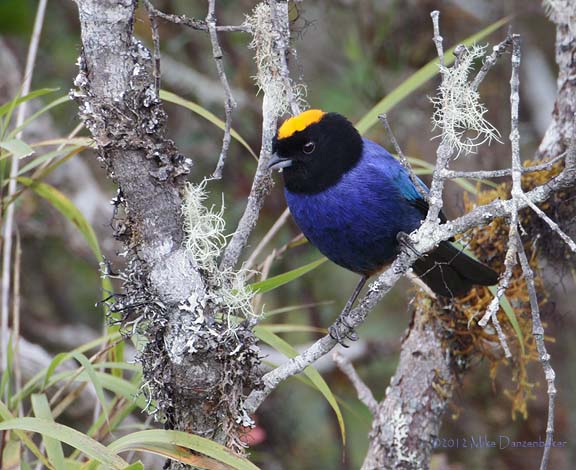 Golden-crowned Tanager (Iridosornis rufivertex) photo