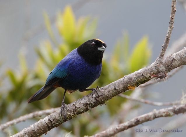 Golden-crowned Tanager (Iridosornis rufivertex) photo