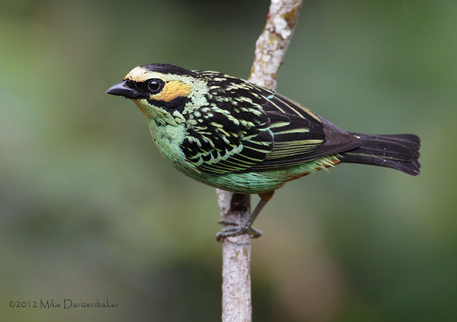 Golden-eared Tanager (Tangara chrysotis) photo