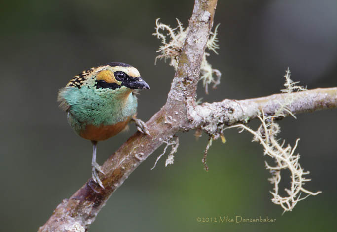 Golden-eared Tanager (Tangara chrysotis) photo