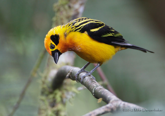 Golden Tanager (Tangara arthus) photo