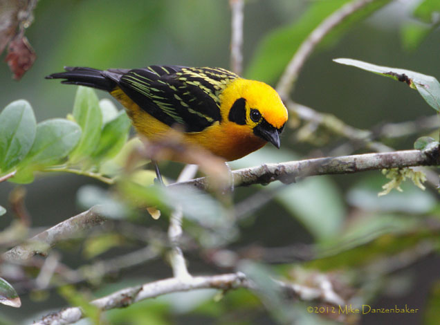 Golden Tanager (Tangara arthus) photo