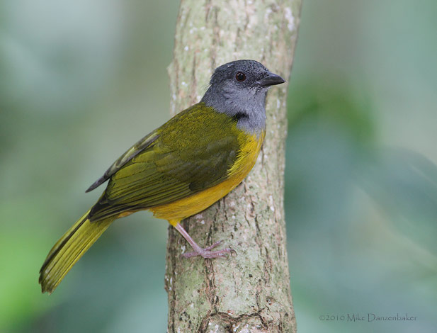 Gray-headed Tanager (Eucometis penicillata) photo