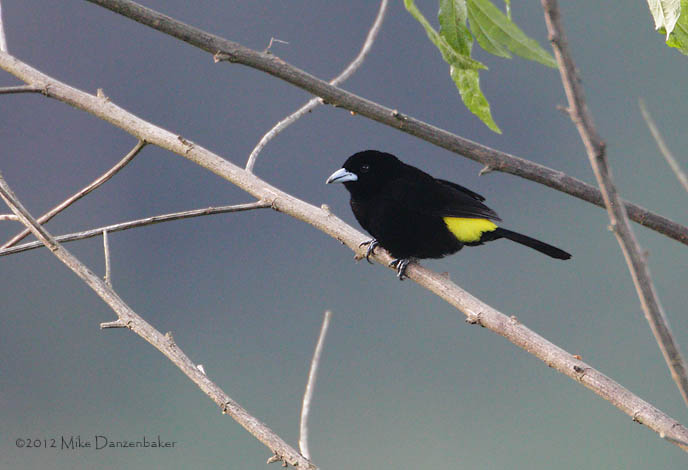 Lemon-rumped Tanager (Ramphocelus icteronotus) photo