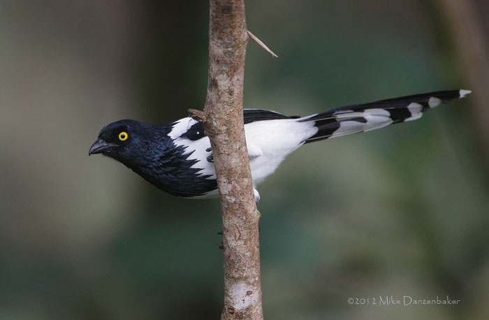 Magpie Tanager (Cissopis leverianus) photo