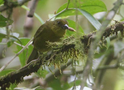 Olive Tanager (Chlorothraupis carmioli) photo