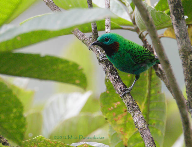 Orange-eared Tanager (Chlorochrysa calliparaea) photo