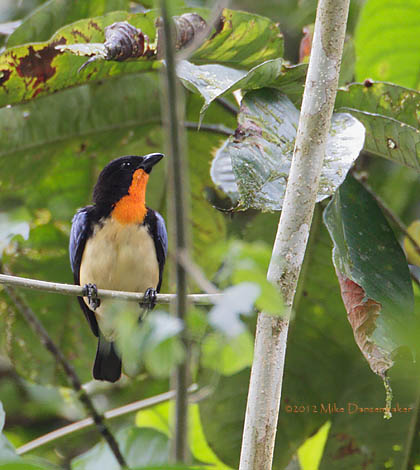 Orange-throated Tanager (Wetmorethraupis sterrhopteron) photo