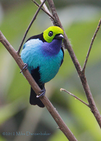 Paradise Tanager (Tangara chilensis) photo