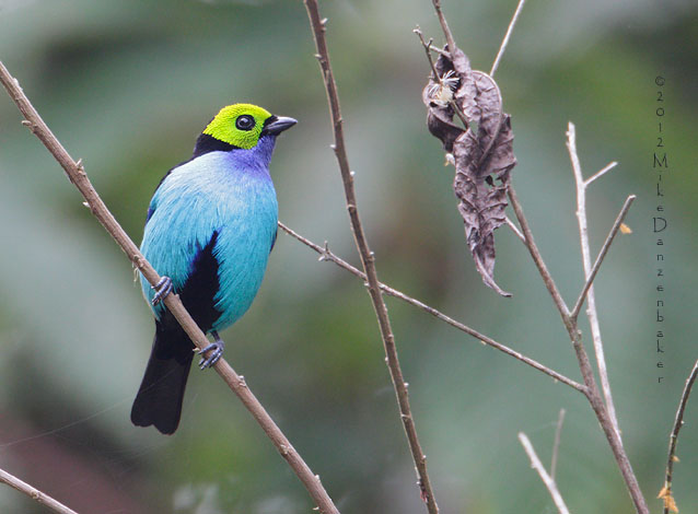 Paradise Tanager (Tangara chilensis) photo
