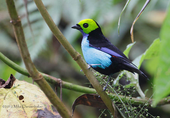 Paradise Tanager (Tangara chilensis) photo