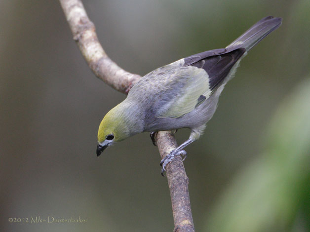 Palm Tanager (Thraupis palmarum) photo